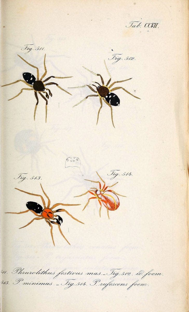 Die Arachniden :.NÃ¼rnberg :In der C. H. Zeh'schen Buchhandlung,1831-1848.. |  | Vintage Print Reproduction 470712