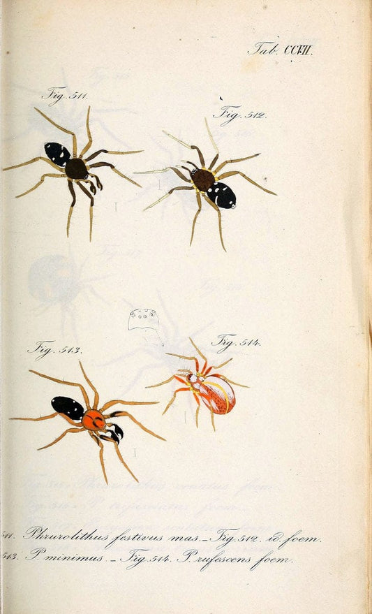 Die Arachniden :.NÃ¼rnberg :In der C. H. Zeh'schen Buchhandlung,1831-1848.. |  | Vintage Print Reproduction 470712