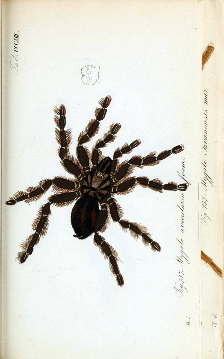 Die Arachniden :.NÃ¼rnberg :In der C. H. Zeh'schen Buchhandlung,1831-1848.. |  | Vintage Print Reproduction 470713