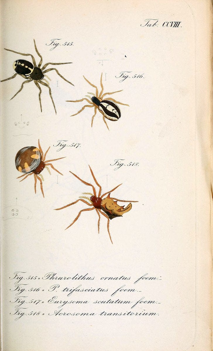 Die Arachniden :.NÃ¼rnberg :In der C. H. Zeh'schen Buchhandlung,1831-1848.. |  | Vintage Print Reproduction 470714