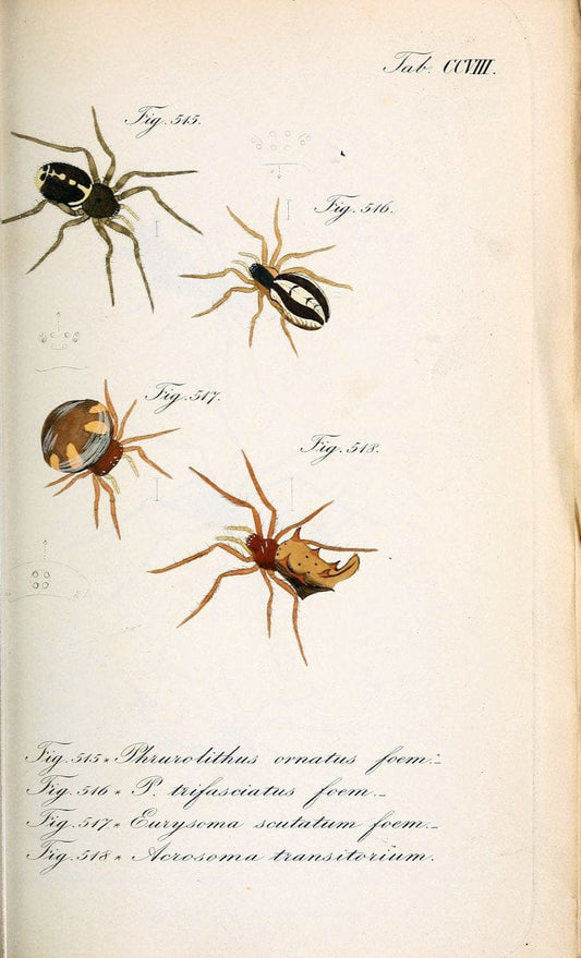 Die Arachniden :.NÃ¼rnberg :In der C. H. Zeh'schen Buchhandlung,1831-1848.. |  | Vintage Print Reproduction 470714