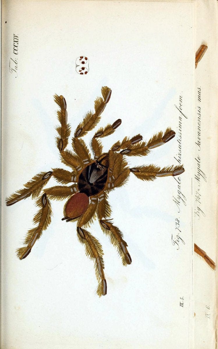 Die Arachniden :.NÃ¼rnberg :In der C. H. Zeh'schen Buchhandlung,1831-1848.. |  | Vintage Print Reproduction 470715