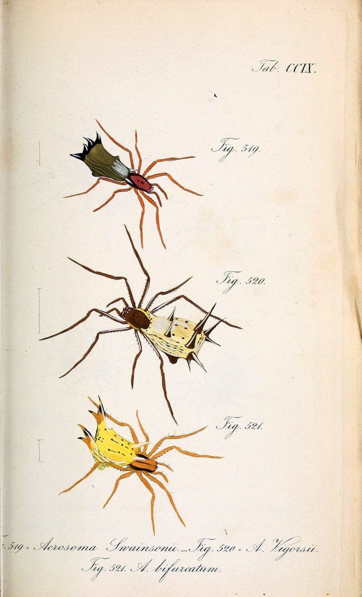 Die Arachniden :.NÃ¼rnberg :In der C. H. Zeh'schen Buchhandlung,1831-1848.. |  | Vintage Print Reproduction 470716