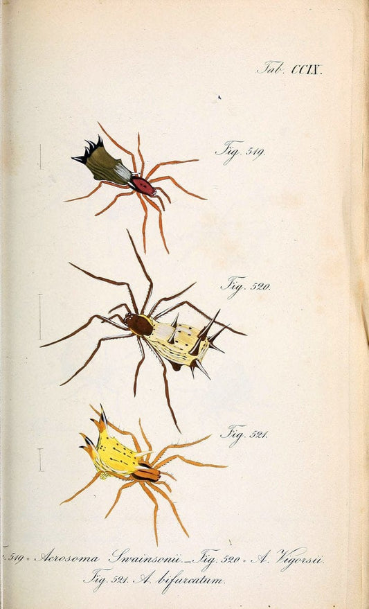 Die Arachniden :.NÃ¼rnberg :In der C. H. Zeh'schen Buchhandlung,1831-1848.. |  | Vintage Print Reproduction 470716