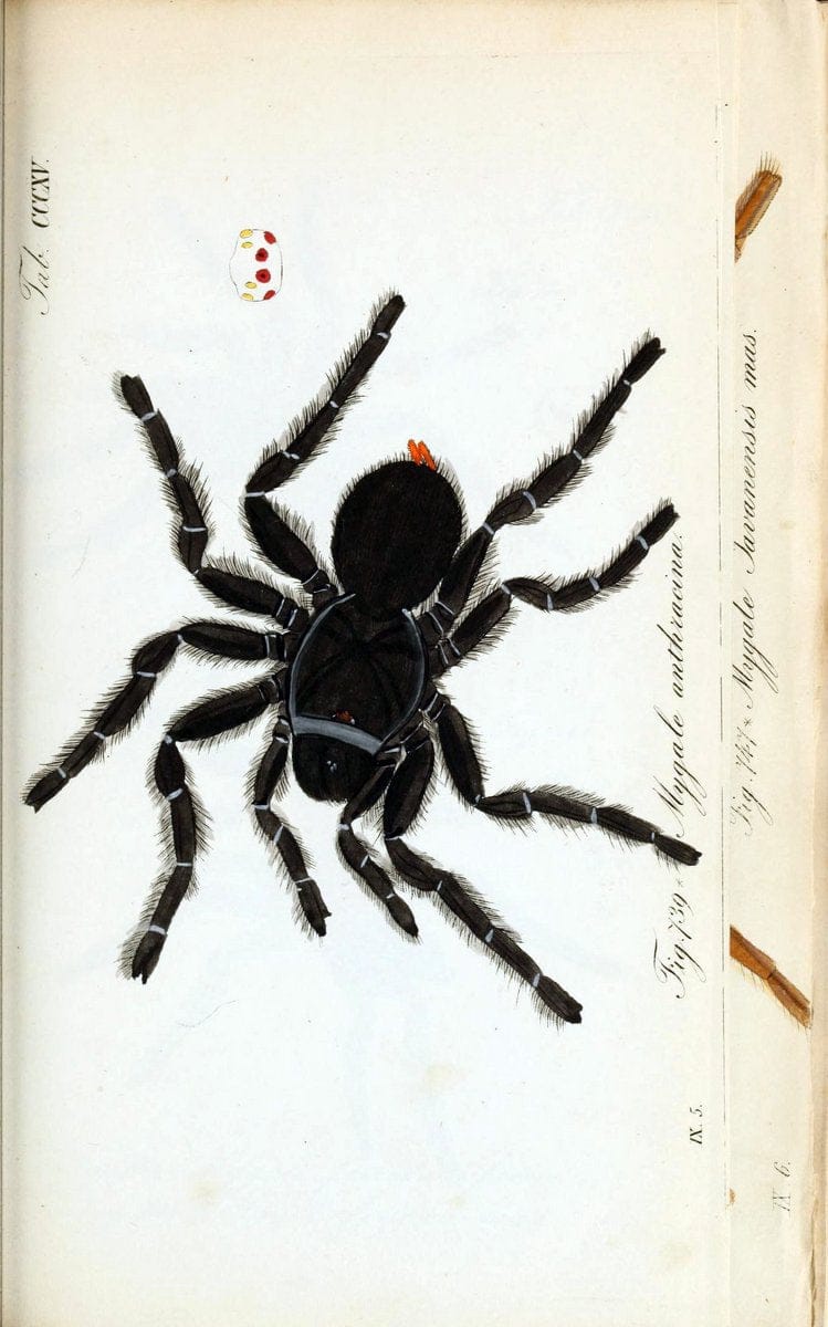 Die Arachniden :.NÃ¼rnberg :In der C. H. Zeh'schen Buchhandlung,1831-1848.. |  | Vintage Print Reproduction 470717