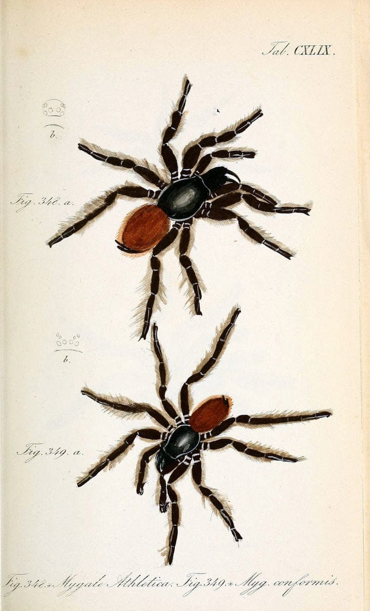 Die Arachniden :.NÃ¼rnberg :In der C. H. Zeh'schen Buchhandlung,1831-1848.. |  | Vintage Print Reproduction 470718