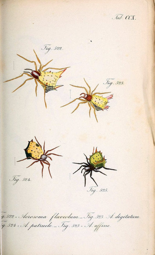 Die Arachniden :.NÃ¼rnberg :In der C. H. Zeh'schen Buchhandlung,1831-1848.. |  | Vintage Print Reproduction 470719