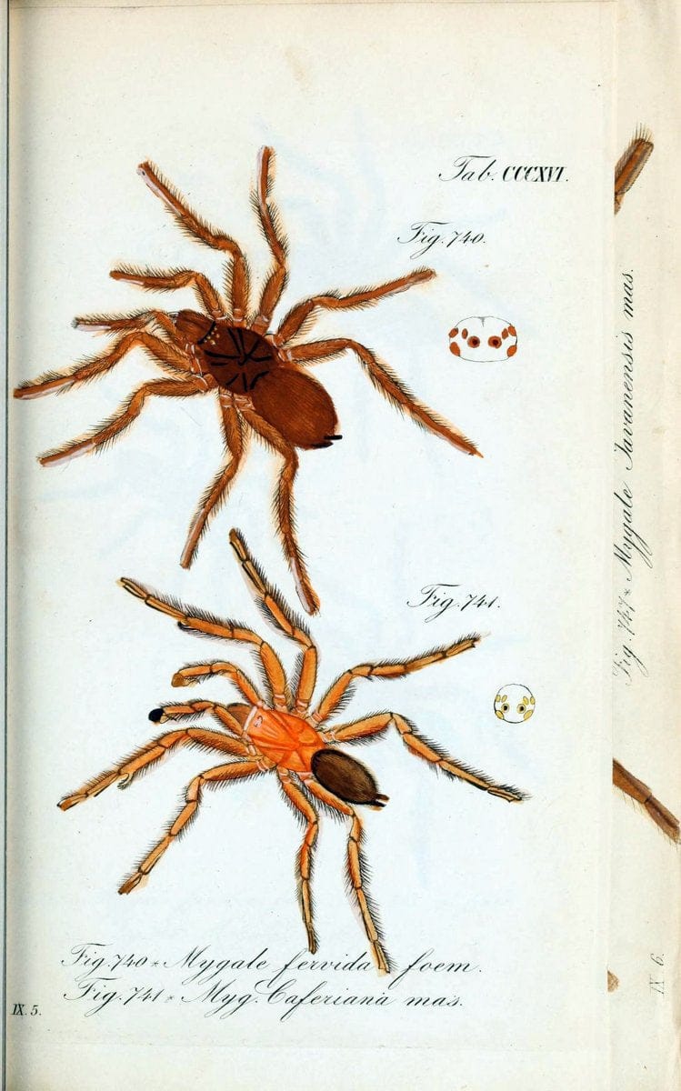 Die Arachniden :.NÃ¼rnberg :In der C. H. Zeh'schen Buchhandlung,1831-1848.. |  | Vintage Print Reproduction 470720