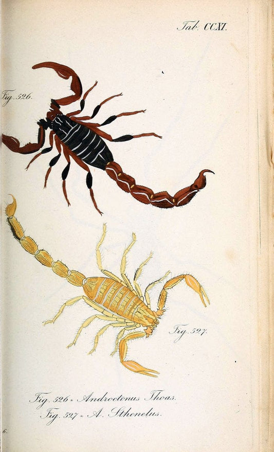 Die Arachniden :.NÃ¼rnberg :In der C. H. Zeh'schen Buchhandlung,1831-1848.. |  | Vintage Print Reproduction 470721
