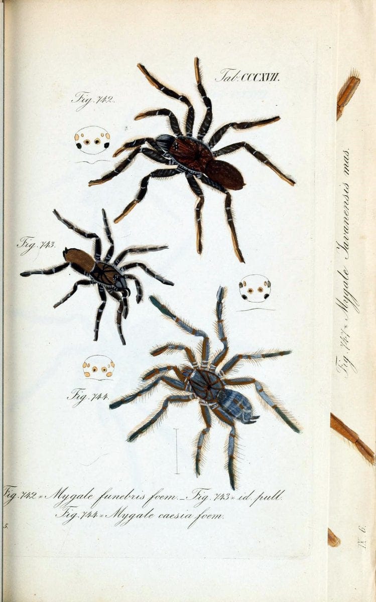 Die Arachniden :.NÃ¼rnberg :In der C. H. Zeh'schen Buchhandlung,1831-1848.. |  | Vintage Print Reproduction 470722