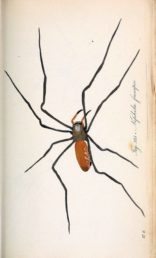 Die Arachniden :.NÃ¼rnberg :In der C. H. Zeh'schen Buchhandlung,1831-1848.. |  | Vintage Print Reproduction 470723