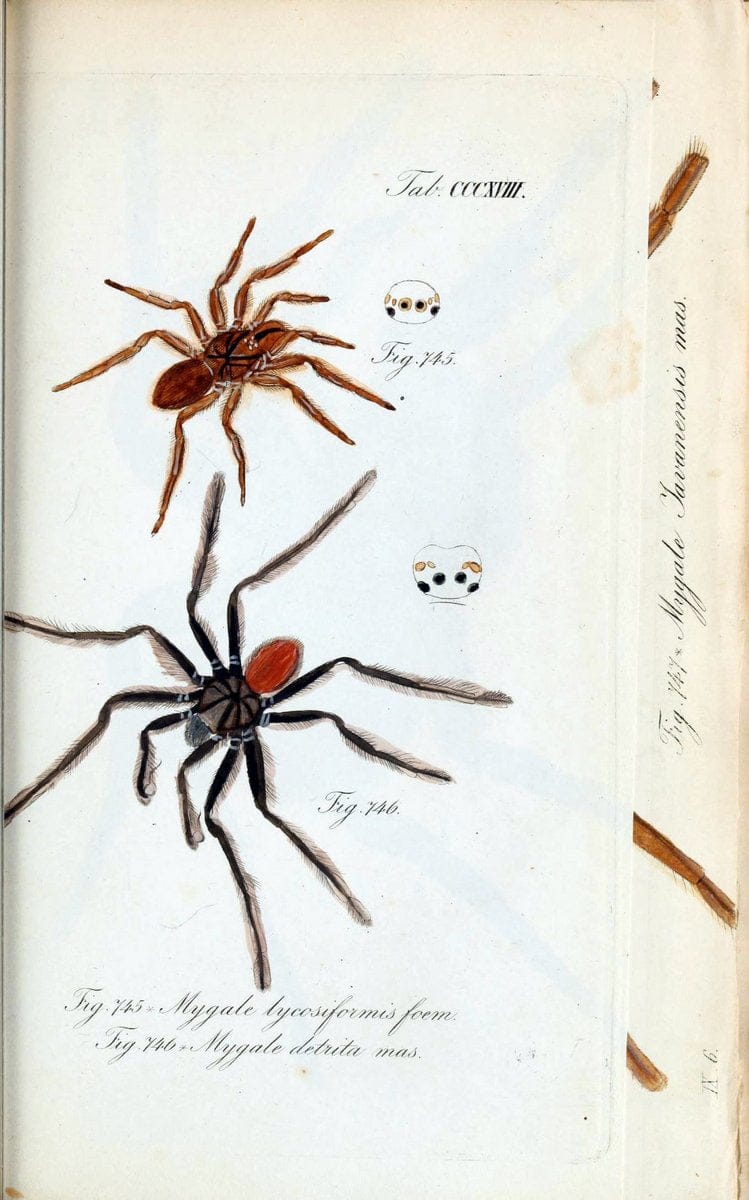 Die Arachniden :.NÃ¼rnberg :In der C. H. Zeh'schen Buchhandlung,1831-1848.. |  | Vintage Print Reproduction 470724