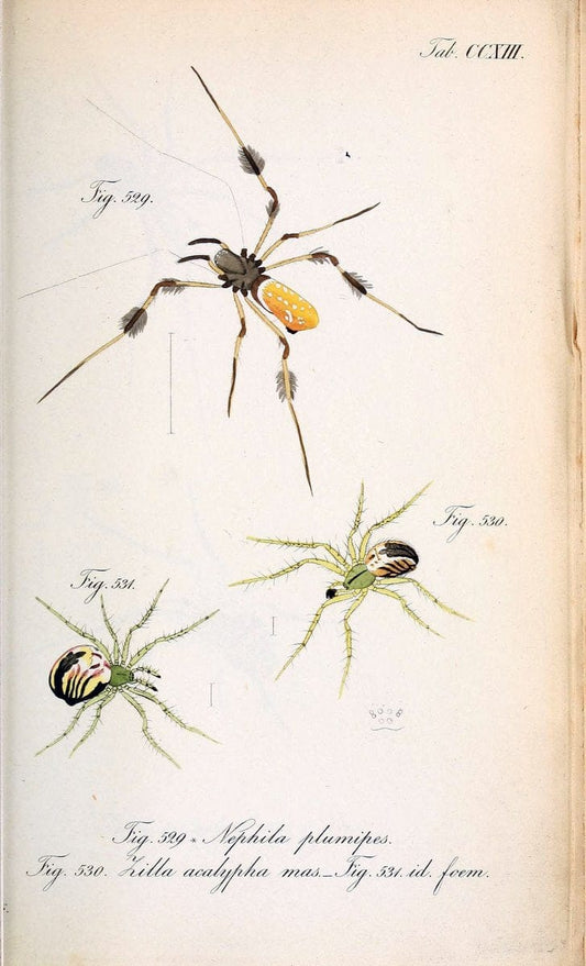 Die Arachniden :.NÃ¼rnberg :In der C. H. Zeh'schen Buchhandlung,1831-1848.. |  | Vintage Print Reproduction 470725