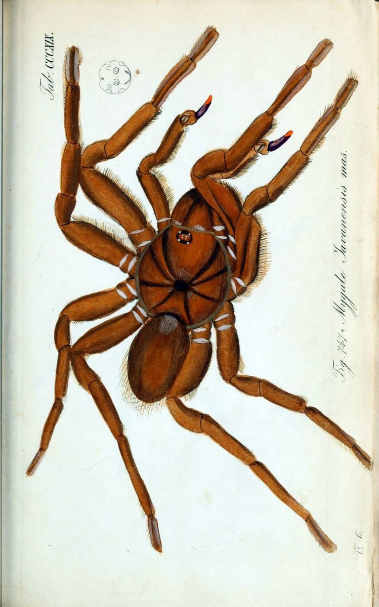 Die Arachniden :.NÃ¼rnberg :In der C. H. Zeh'schen Buchhandlung,1831-1848.. |  | Vintage Print Reproduction 470726