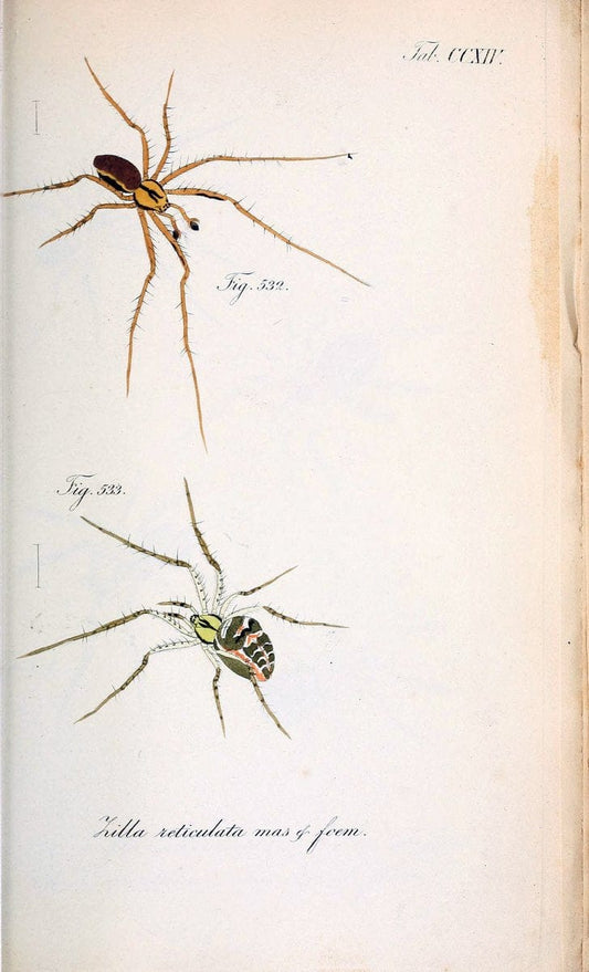 Die Arachniden :.NÃ¼rnberg :In der C. H. Zeh'schen Buchhandlung,1831-1848.. |  | Vintage Print Reproduction 470727