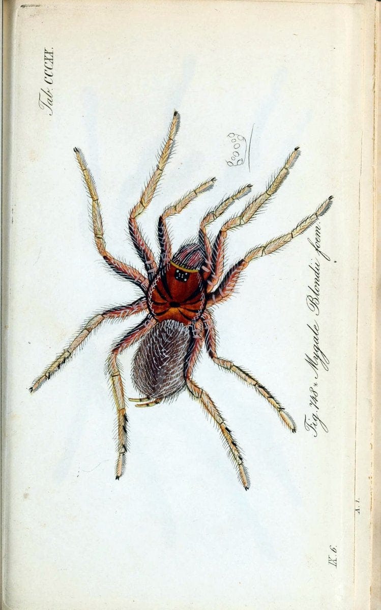 Die Arachniden :.NÃ¼rnberg :In der C. H. Zeh'schen Buchhandlung,1831-1848.. |  | Vintage Print Reproduction 470728