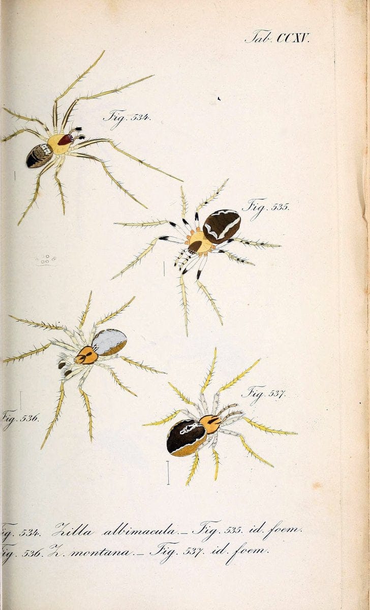 Die Arachniden :.NÃ¼rnberg :In der C. H. Zeh'schen Buchhandlung,1831-1848.. |  | Vintage Print Reproduction 470729