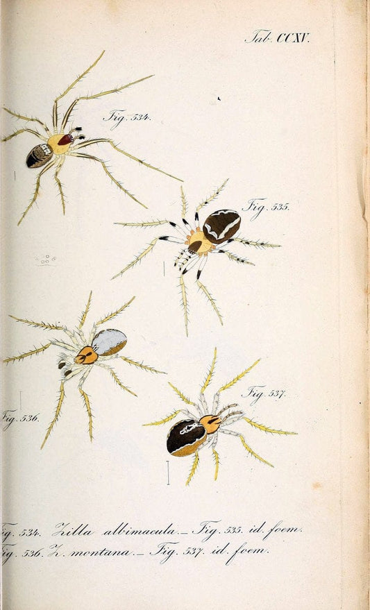 Die Arachniden :.NÃ¼rnberg :In der C. H. Zeh'schen Buchhandlung,1831-1848.. |  | Vintage Print Reproduction 470729