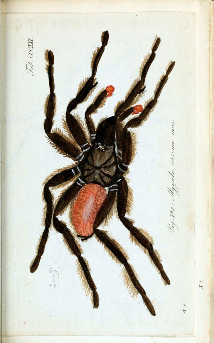 Die Arachniden :.NÃ¼rnberg :In der C. H. Zeh'schen Buchhandlung,1831-1848.. |  | Vintage Print Reproduction 470730