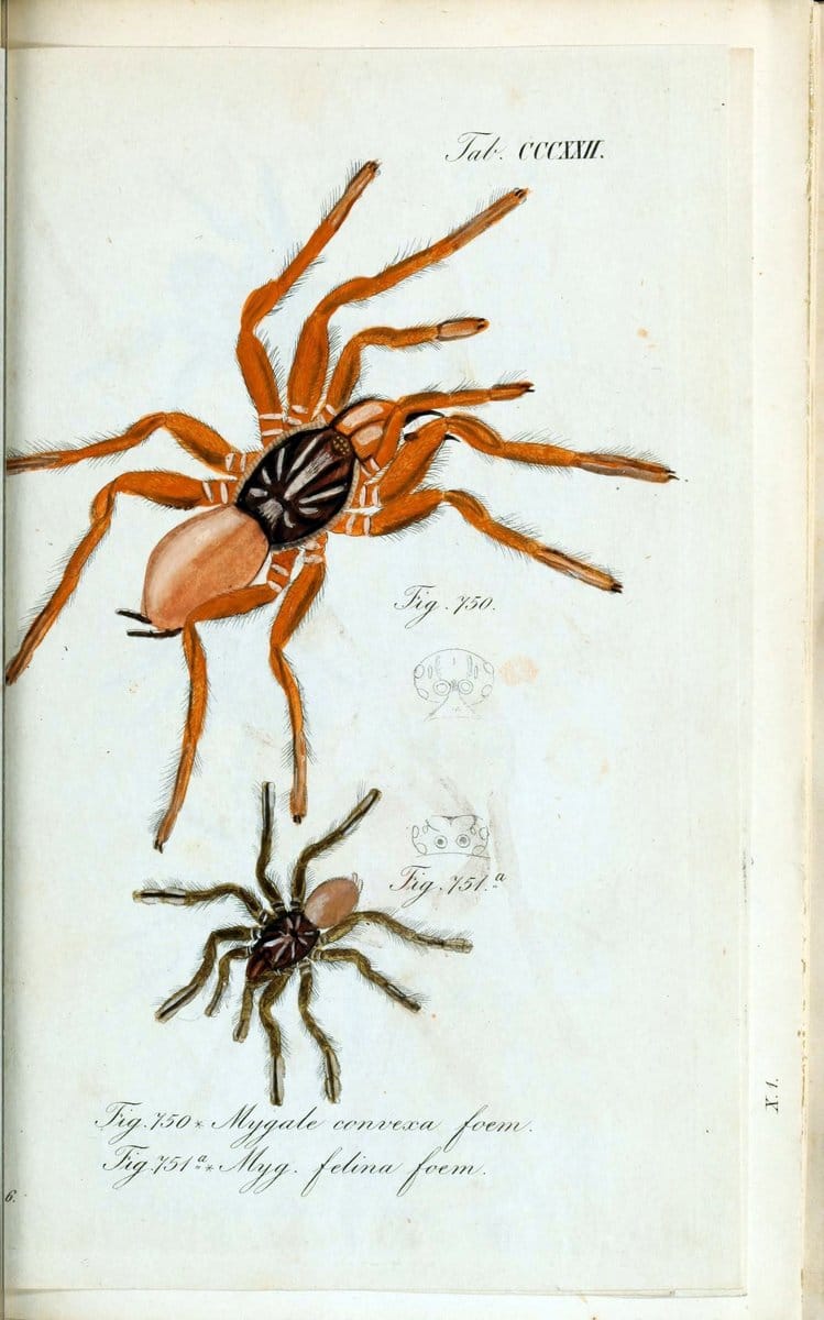 Die Arachniden :.NÃ¼rnberg :In der C. H. Zeh'schen Buchhandlung,1831-1848.. |  | Vintage Print Reproduction 470732
