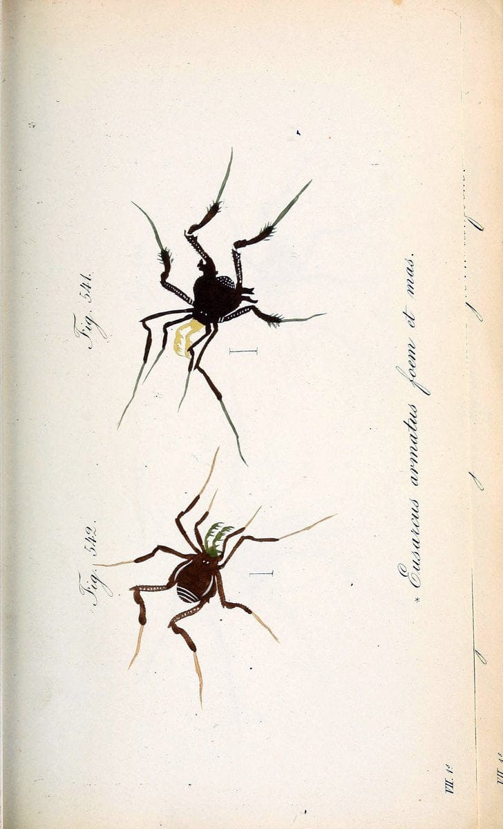 Die Arachniden :.NÃ¼rnberg :In der C. H. Zeh'schen Buchhandlung,1831-1848.. |  | Vintage Print Reproduction 470733