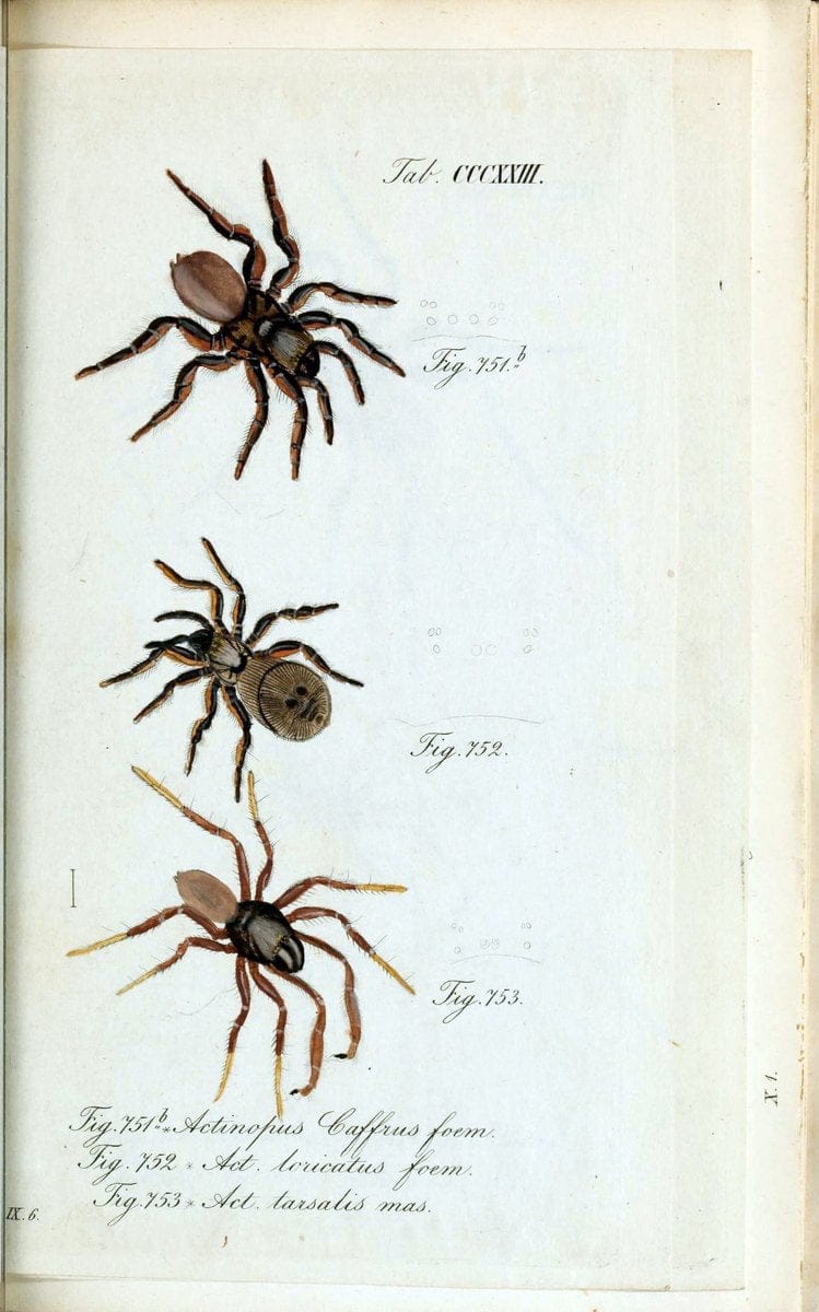 Die Arachniden :.NÃ¼rnberg :In der C. H. Zeh'schen Buchhandlung,1831-1848.. |  | Vintage Print Reproduction 470734