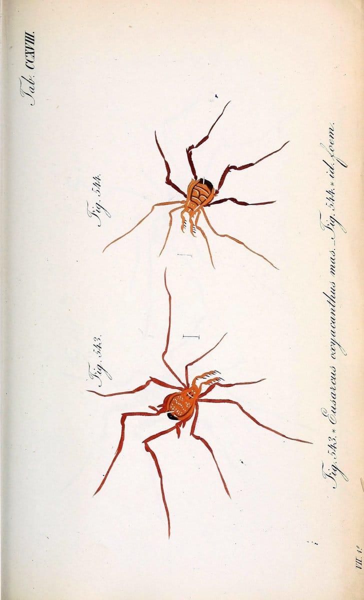 Die Arachniden :.NÃ¼rnberg :In der C. H. Zeh'schen Buchhandlung,1831-1848.. |  | Vintage Print Reproduction 470735