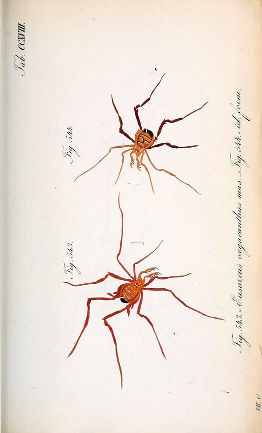 Die Arachniden :.NÃ¼rnberg :In der C. H. Zeh'schen Buchhandlung,1831-1848.. |  | Vintage Print Reproduction 470735