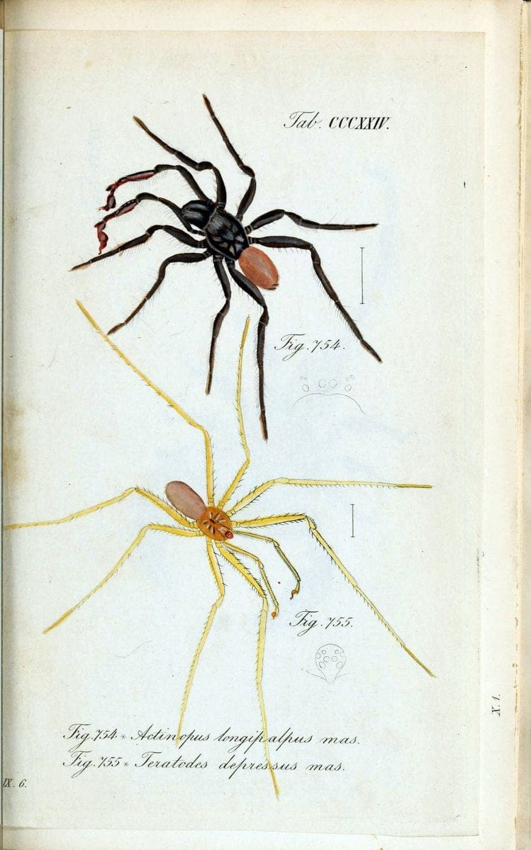 Die Arachniden :.NÃ¼rnberg :In der C. H. Zeh'schen Buchhandlung,1831-1848.. |  | Vintage Print Reproduction 470736