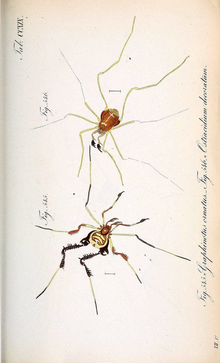 Die Arachniden :.NÃ¼rnberg :In der C. H. Zeh'schen Buchhandlung,1831-1848.. |  | Vintage Print Reproduction 470737
