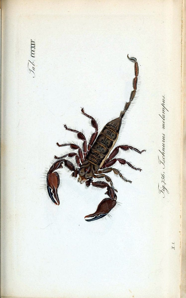 Die Arachniden :.NÃ¼rnberg :In der C. H. Zeh'schen Buchhandlung,1831-1848.. |  | Vintage Print Reproduction 470738
