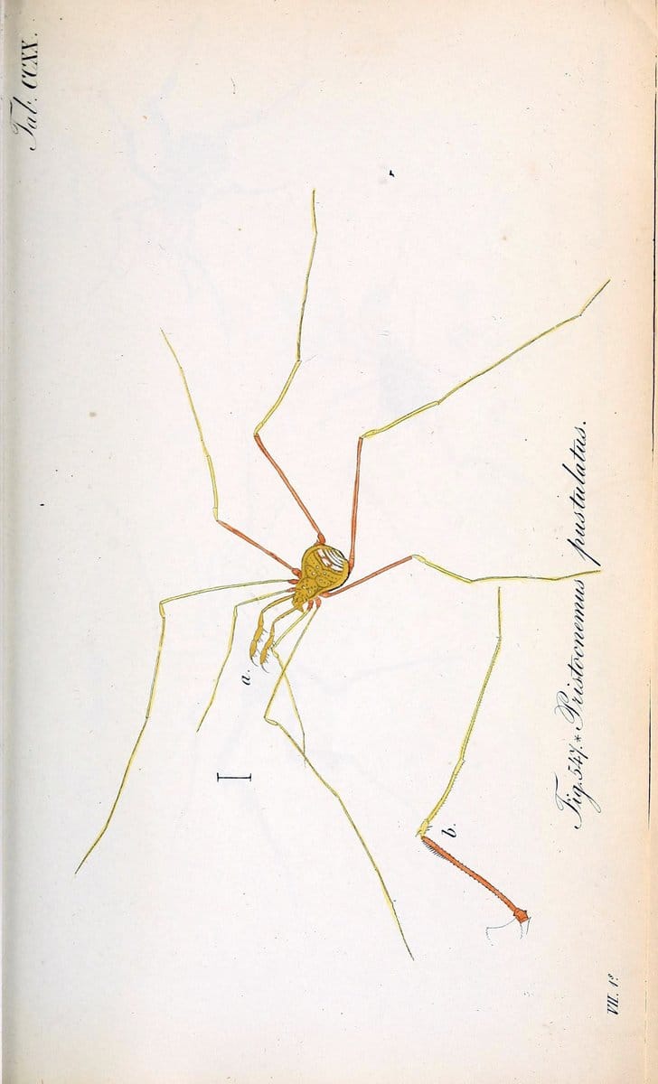 Die Arachniden :.NÃ¼rnberg :In der C. H. Zeh'schen Buchhandlung,1831-1848.. |  | Vintage Print Reproduction 470740