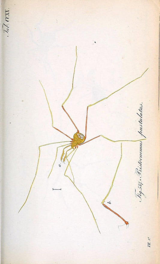 Die Arachniden :.NÃ¼rnberg :In der C. H. Zeh'schen Buchhandlung,1831-1848.. |  | Vintage Print Reproduction 470740