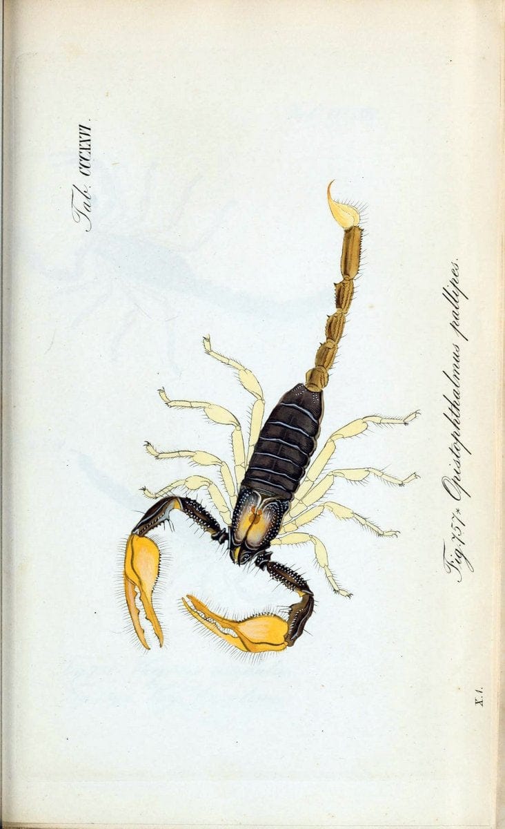 Die Arachniden :.NÃ¼rnberg :In der C. H. Zeh'schen Buchhandlung,1831-1848.. |  | Vintage Print Reproduction 470741