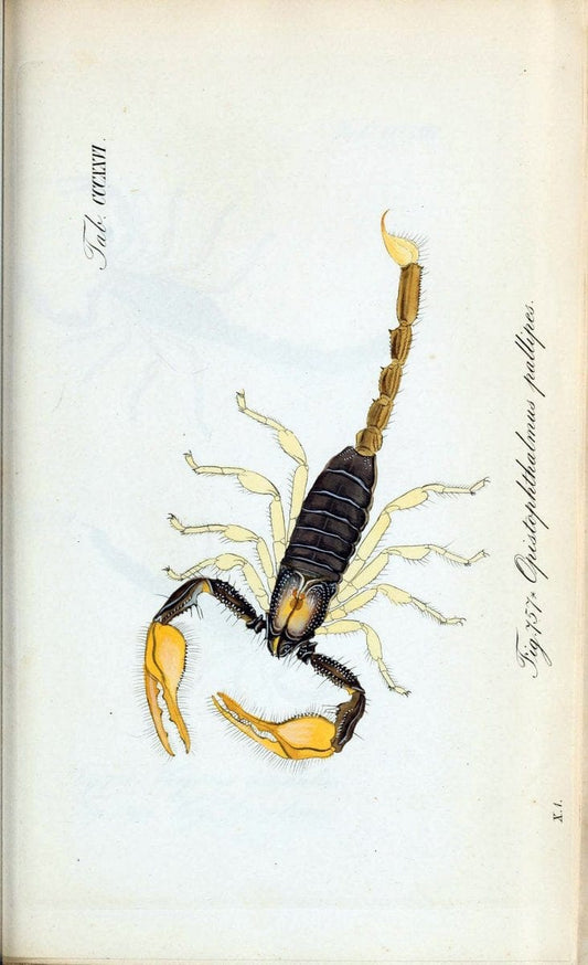 Die Arachniden :.NÃ¼rnberg :In der C. H. Zeh'schen Buchhandlung,1831-1848.. |  | Vintage Print Reproduction 470741
