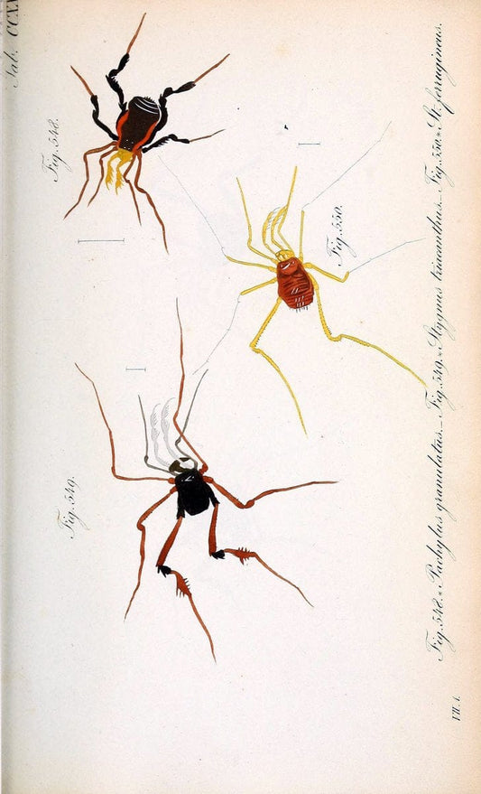 Die Arachniden :.NÃ¼rnberg :In der C. H. Zeh'schen Buchhandlung,1831-1848.. |  | Vintage Print Reproduction 470742