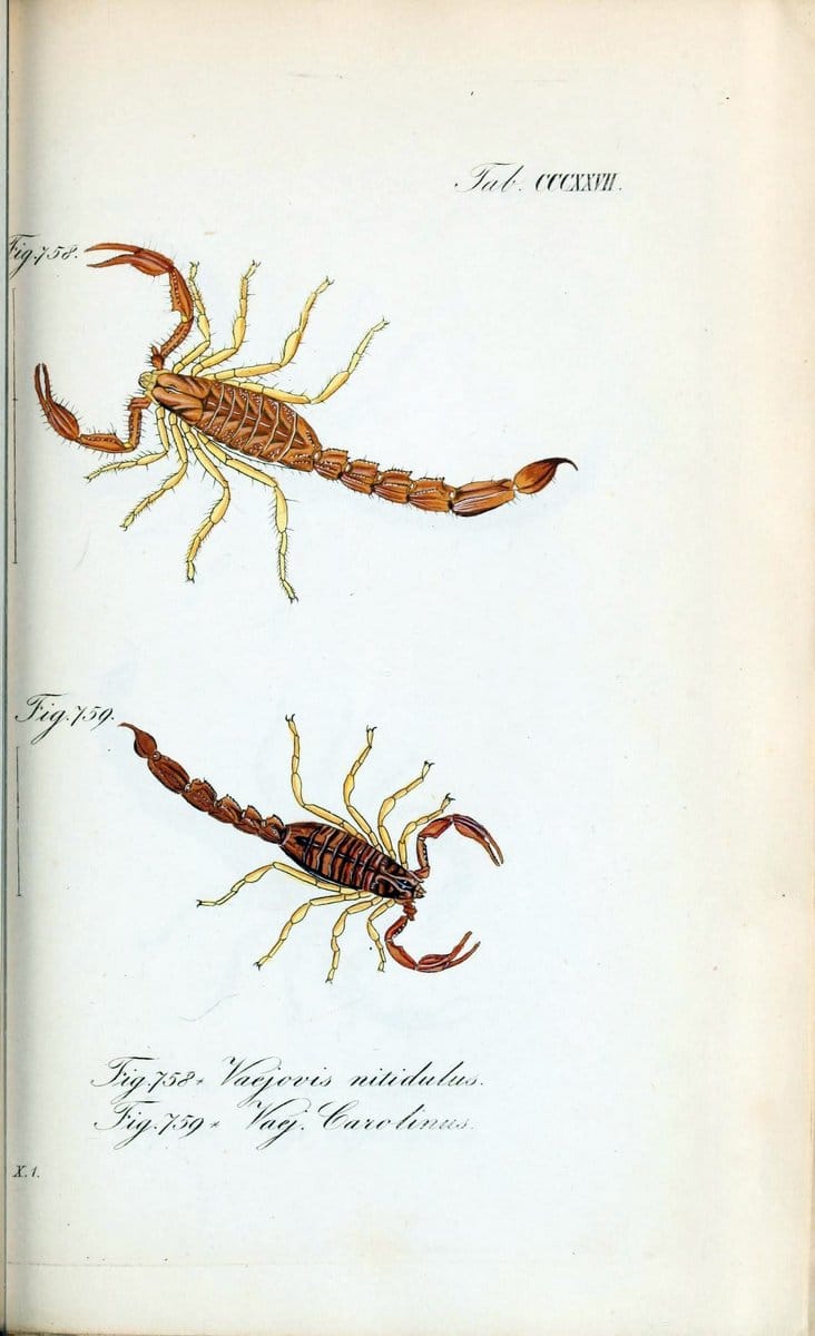 Die Arachniden :.NÃ¼rnberg :In der C. H. Zeh'schen Buchhandlung,1831-1848.. |  | Vintage Print Reproduction 470743