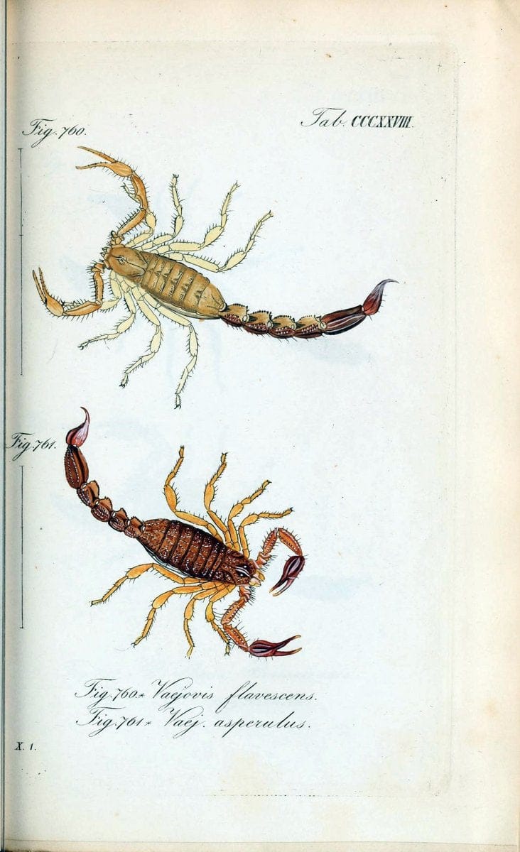 Die Arachniden :.NÃ¼rnberg :In der C. H. Zeh'schen Buchhandlung,1831-1848.. |  | Vintage Print Reproduction 470745