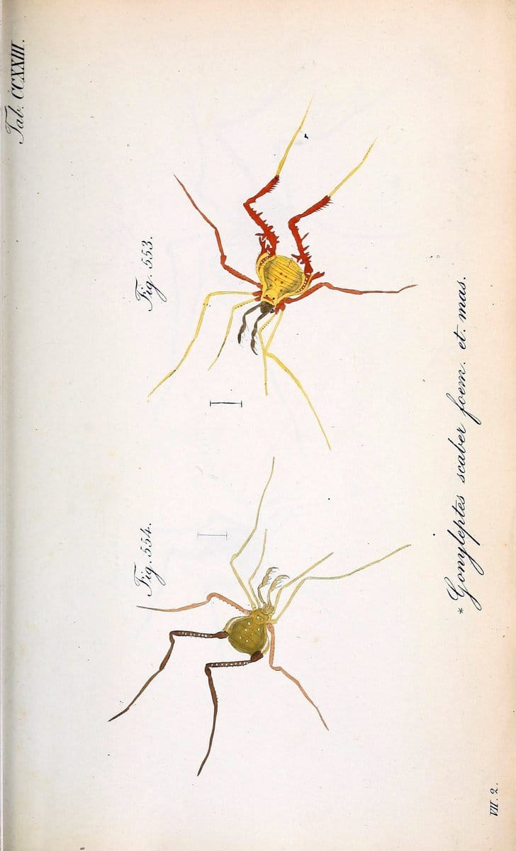 Die Arachniden :.NÃ¼rnberg :In der C. H. Zeh'schen Buchhandlung,1831-1848.. |  | Vintage Print Reproduction 470746