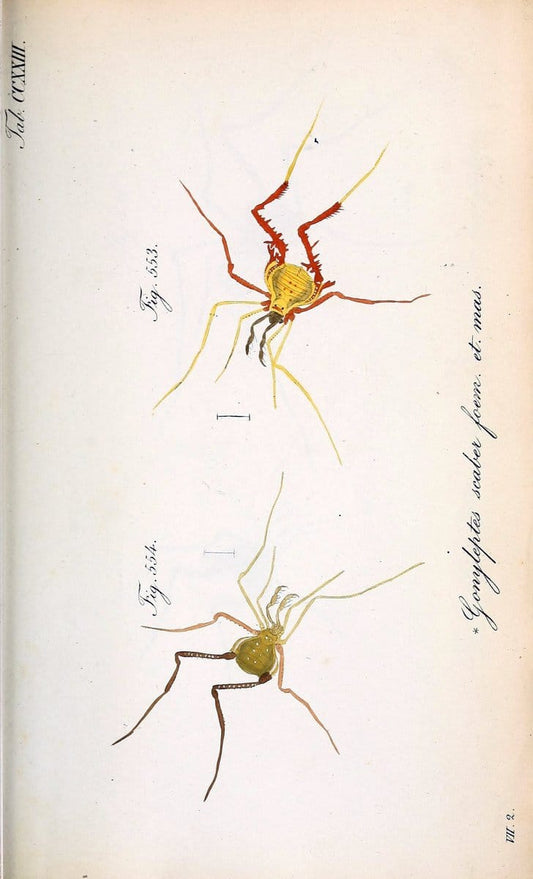 Die Arachniden :.NÃ¼rnberg :In der C. H. Zeh'schen Buchhandlung,1831-1848.. |  | Vintage Print Reproduction 470746