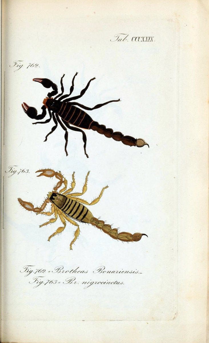 Die Arachniden :.NÃ¼rnberg :In der C. H. Zeh'schen Buchhandlung,1831-1848.. |  | Vintage Print Reproduction 470747