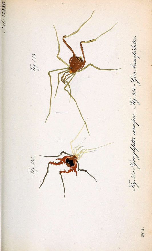 Die Arachniden :.NÃ¼rnberg :In der C. H. Zeh'schen Buchhandlung,1831-1848.. |  | Vintage Print Reproduction 470748