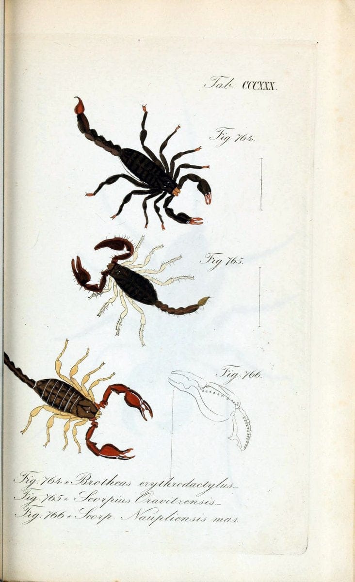 Die Arachniden :.NÃ¼rnberg :In der C. H. Zeh'schen Buchhandlung,1831-1848.. |  | Vintage Print Reproduction 470749