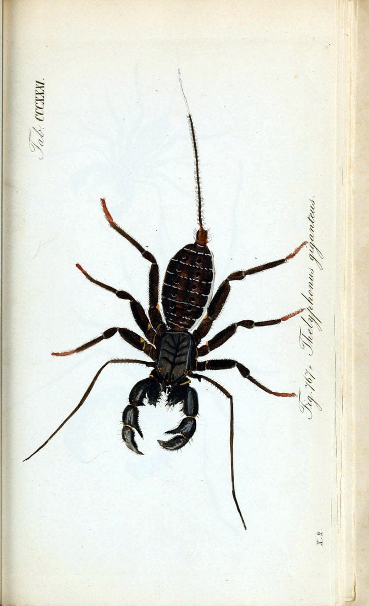 Die Arachniden :.NÃ¼rnberg :In der C. H. Zeh'schen Buchhandlung,1831-1848.. |  | Vintage Print Reproduction 470751