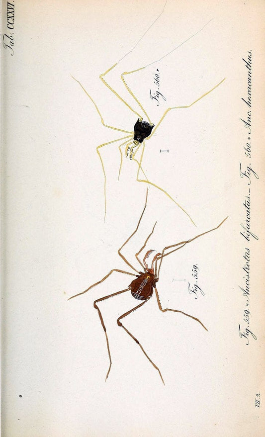 Die Arachniden :.NÃ¼rnberg :In der C. H. Zeh'schen Buchhandlung,1831-1848.. |  | Vintage Print Reproduction 470752
