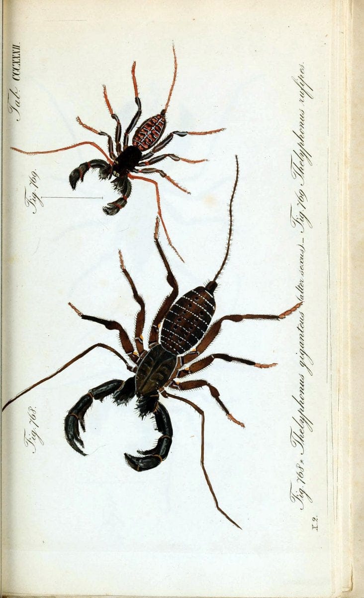 Die Arachniden :.NÃ¼rnberg :In der C. H. Zeh'schen Buchhandlung,1831-1848.. |  | Vintage Print Reproduction 470753