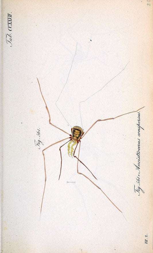 Die Arachniden :.NÃ¼rnberg :In der C. H. Zeh'schen Buchhandlung,1831-1848.. |  | Vintage Print Reproduction 470754