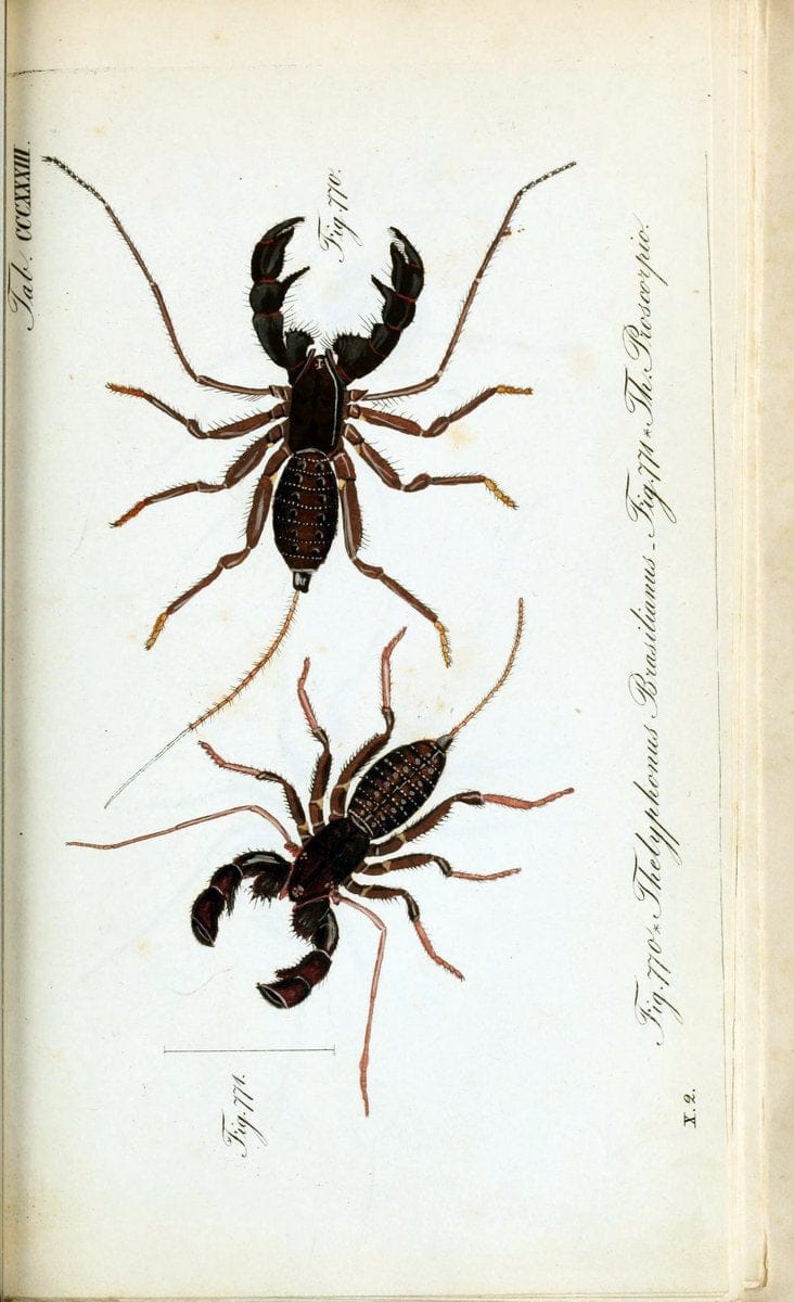 Die Arachniden :.NÃ¼rnberg :In der C. H. Zeh'schen Buchhandlung,1831-1848.. |  | Vintage Print Reproduction 470755