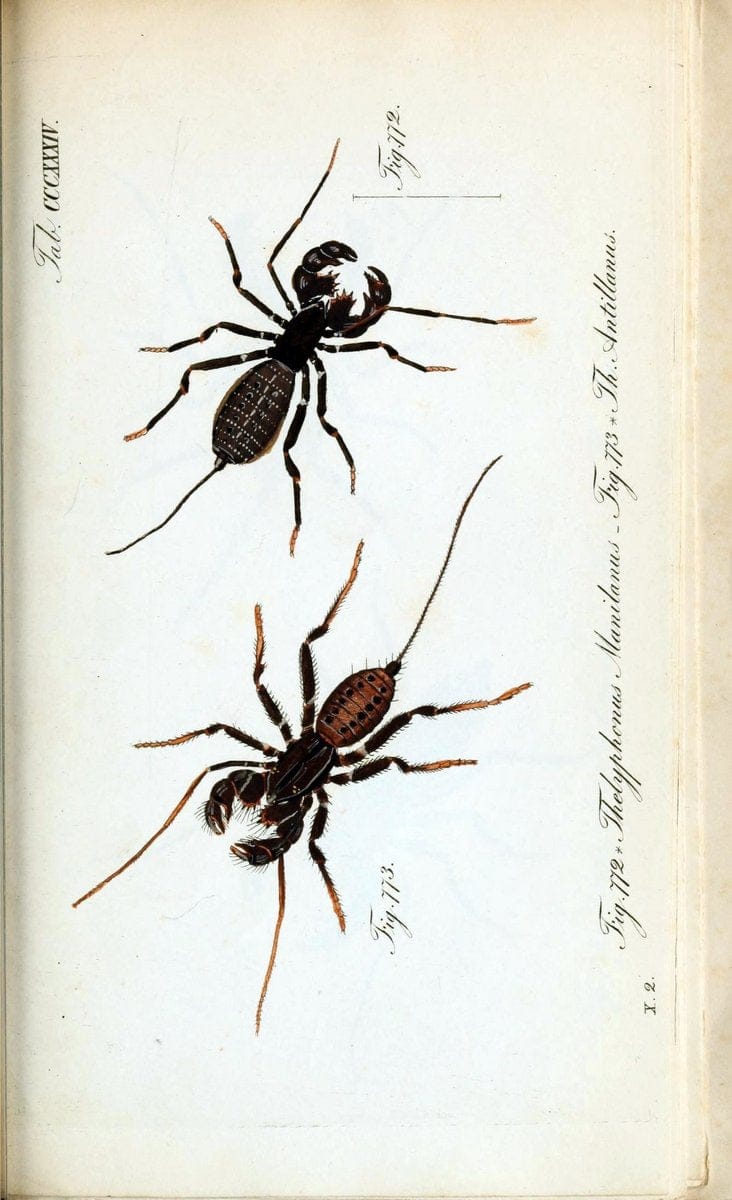 Die Arachniden :.NÃ¼rnberg :In der C. H. Zeh'schen Buchhandlung,1831-1848.. |  | Vintage Print Reproduction 470757