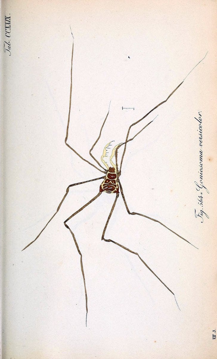 Die Arachniden :.NÃ¼rnberg :In der C. H. Zeh'schen Buchhandlung,1831-1848.. |  | Vintage Print Reproduction 470758